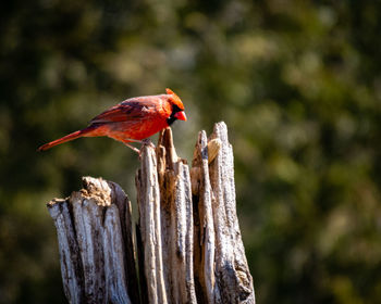 Close-up of bird perching on wooden post