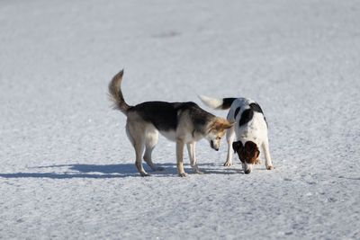 Dogs standing on snow covered land