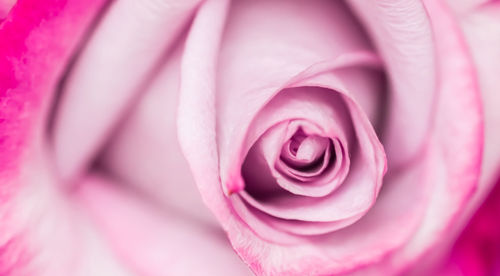 Close-up of pink rose