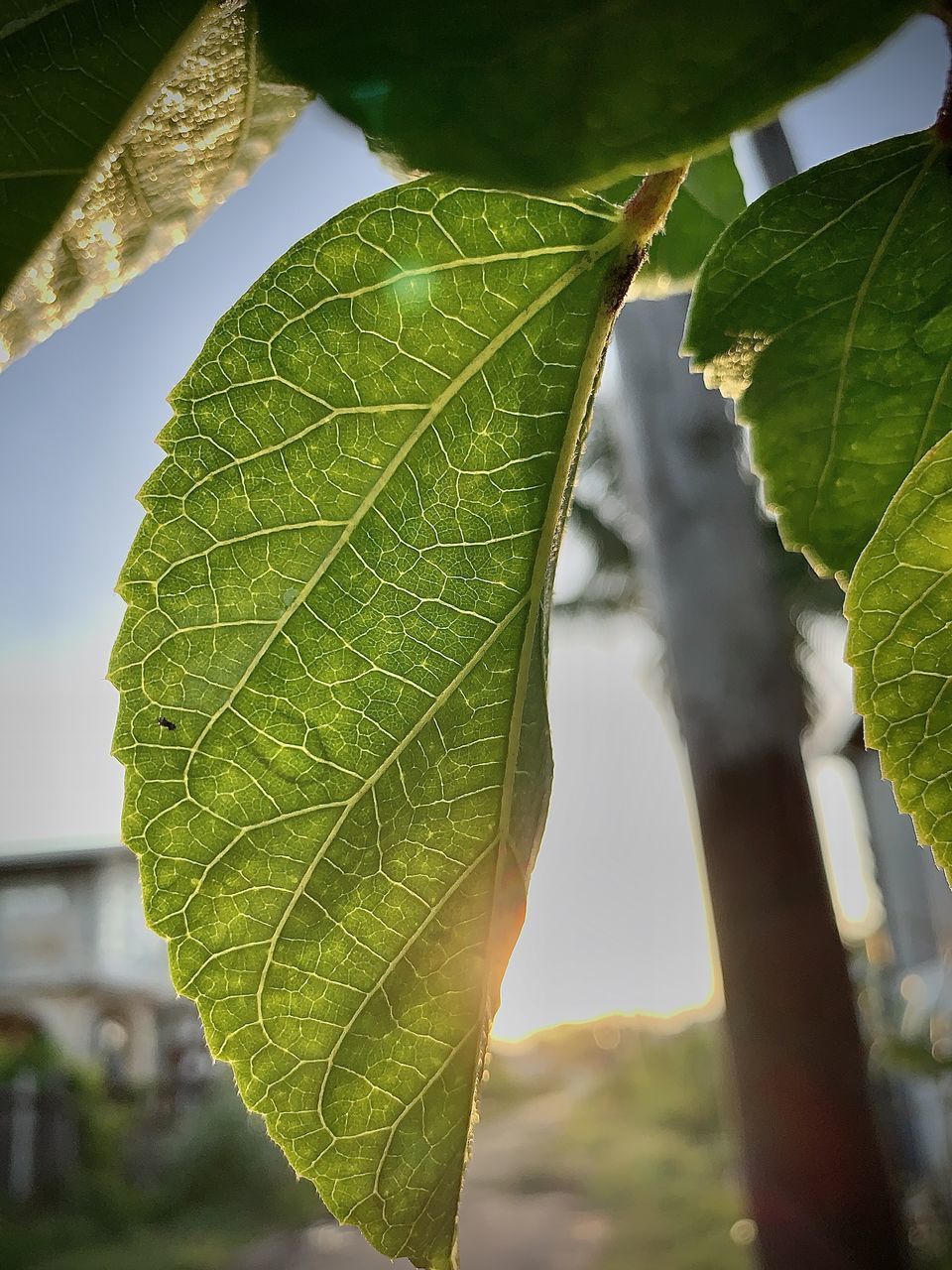 CLOSE-UP OF GREEN LEAVES