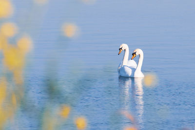 Swans swimming in a lake