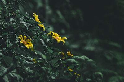 Yellow flower plant