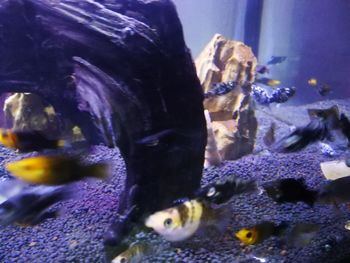 Close-up of fish swimming in sea
