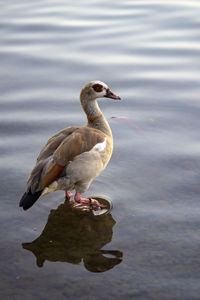 Bird perching on a lake