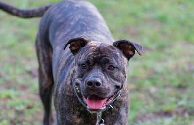 Close-up portrait of dog on field