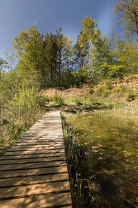 Footpath amidst trees in forest against sky