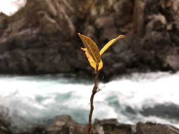 Close-up of yellow leaf on land
