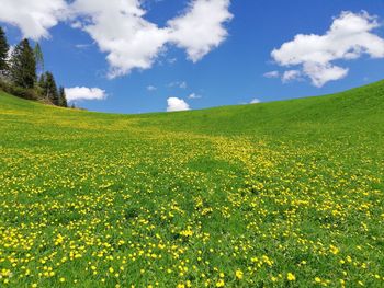 Scenic view of yellow flower field against sky