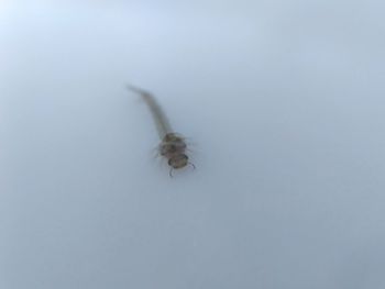 Close-up of spider on white background