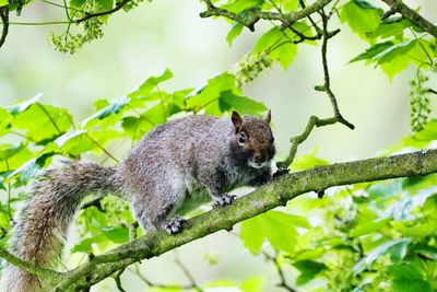 Low angle view of squirrel on tree