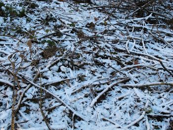 Snow covered trees in winter