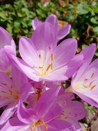 Close-up of pink flowering plant