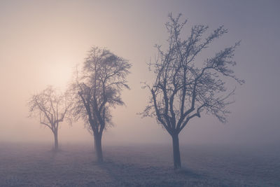 Bare tree in thick fog and sunlight 