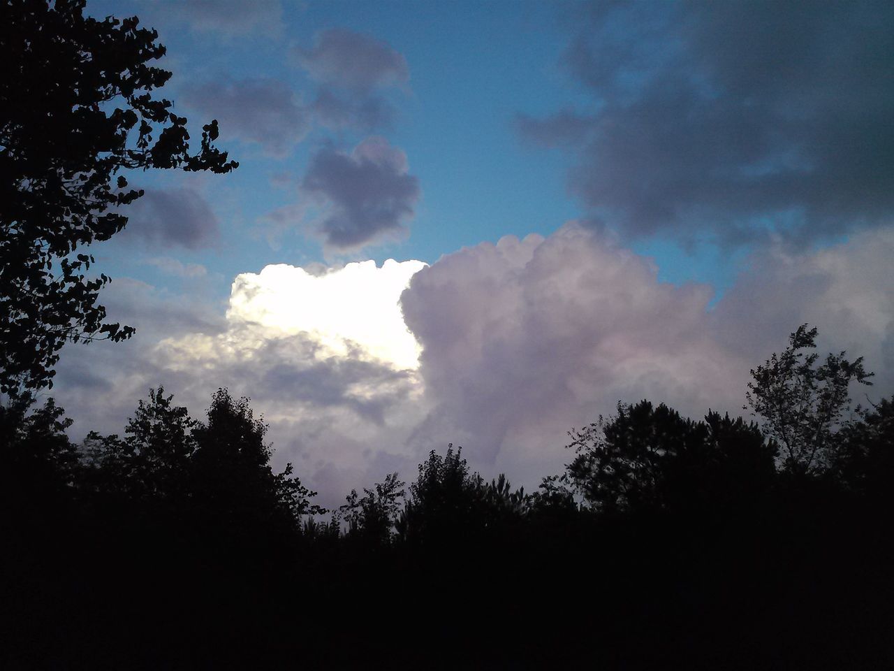 tree, silhouette, sky, cloud - sky, tranquility, low angle view, tranquil scene, beauty in nature, scenics, cloudy, nature, cloud, growth, sunset, dusk, outdoors, idyllic, no people, weather, overcast