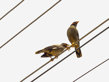 Low angle view of birds perching on ropes against clear sky