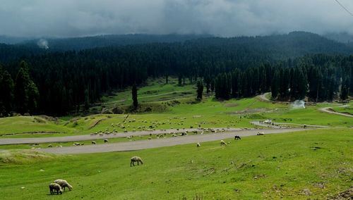 Sheep grazing on grassy field