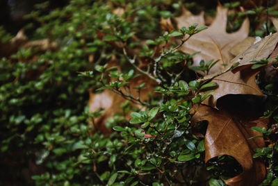 Close-up of plants