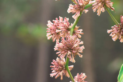 Close-up of purple flowering plant