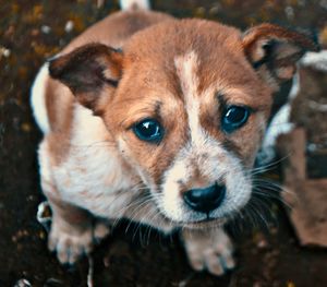 Close-up portrait of dog on field