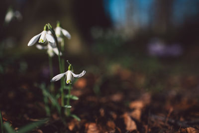 Close-up of white flowering plant