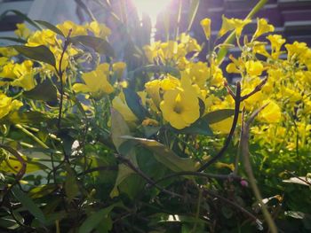 Close-up of yellow flower