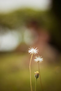 Close-up of flowers blooming outdoors