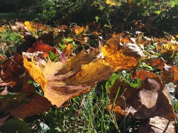 Close-up of dry maple leaves on field