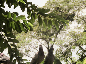 Low angle view of bird on tree