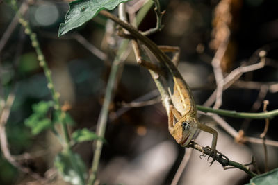 Close-up of butterfly on plant