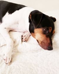 Close-up of a dog resting on bed