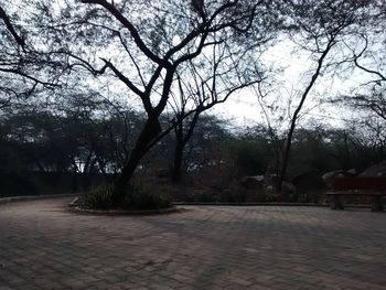 Bare trees in park