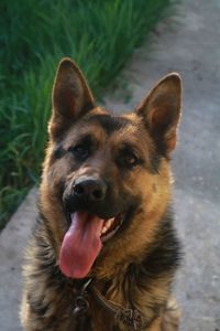 Close-up portrait of dog