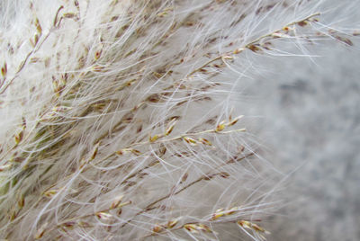 Close-up of flowers