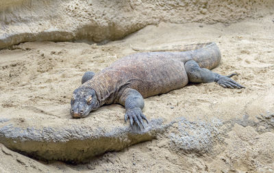 High angle view of lizard on sand