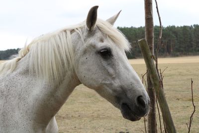 Horse in ranch