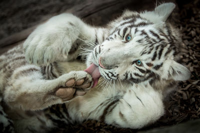 Close-up of a cat