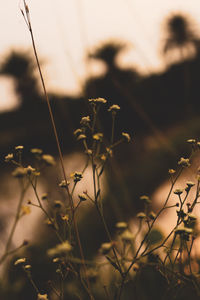 Close-up of silhouette plants on field against sky