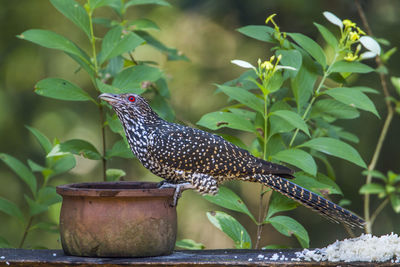 Close-up of a bird perching on potted plant