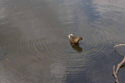 High angle view of duck swimming in lake