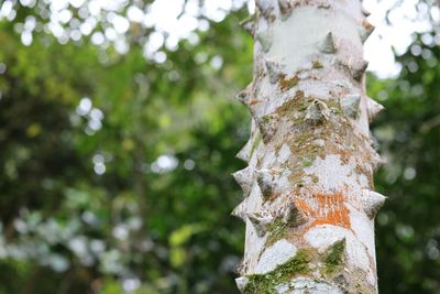 Close-up of lichen on tree trunk