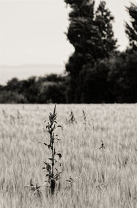 View of sheep on field
