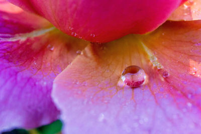 Close-up of ladybug on pink flower