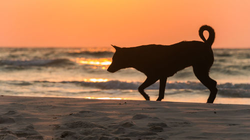 A dog is playing on the beach at sunrise