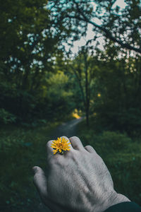 Cropped hand holding yellow flower