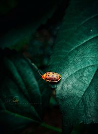 Close-up of insect on leaf