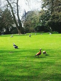 Ducks on grassy field in park