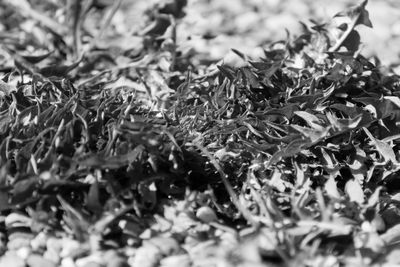 Full frame shot of plants