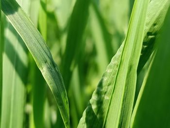 Close-up of fresh green plant