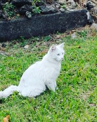 High angle view of cat on field