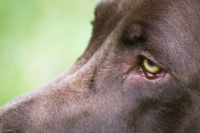 Close-up of horse eye